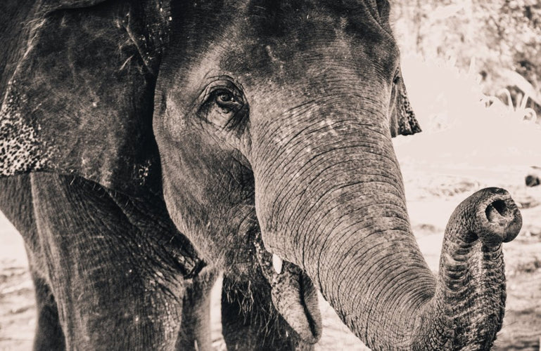 THE HISTORY OF WHITE ELEPHANT